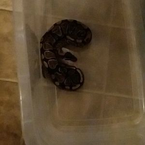 Meet your Posher, Rusty